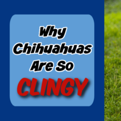 Thumbnail of why Chihuahuas are so clingy