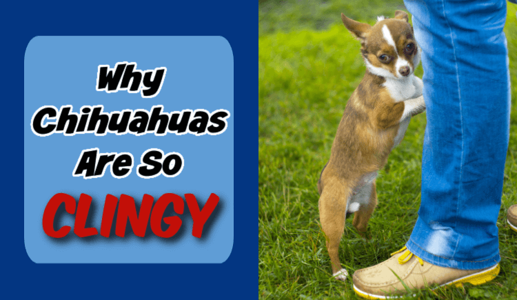 Why Chihuahuas are so clingy