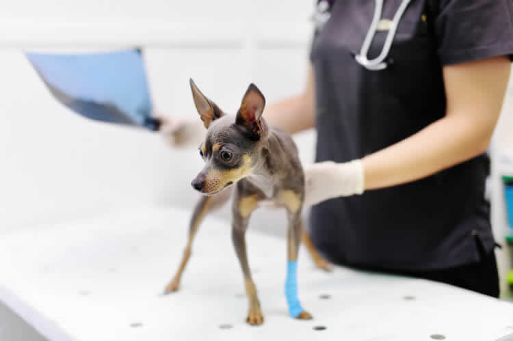 Dewclaw removal surgery on a Chihuahua