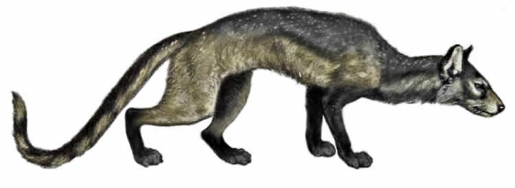 Illustration of the cynodictis.