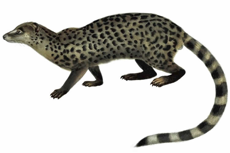 Illustration of the miacis